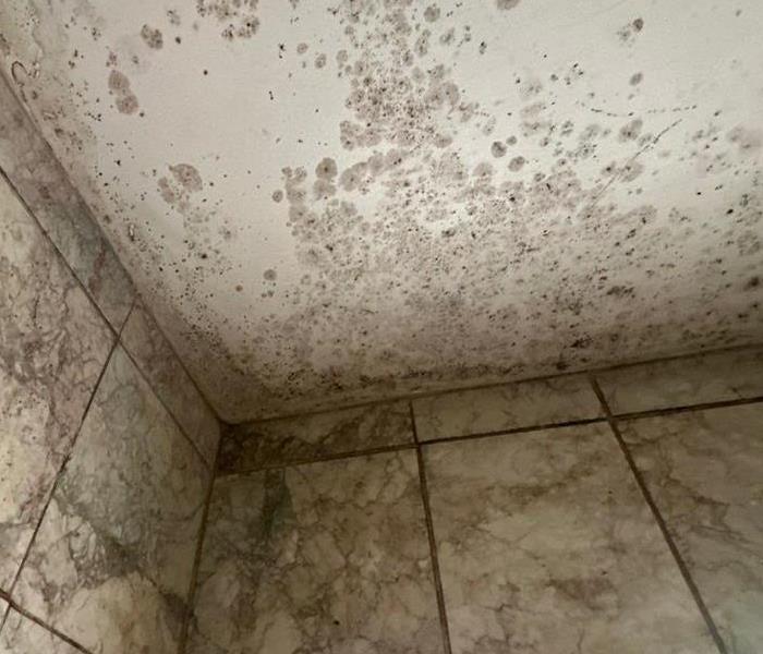 mold damage wall